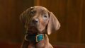 実写版「スクービー・ドゥー:オリジンズ」の新犬写真が公開 Feat 5dc82507d336 120x68